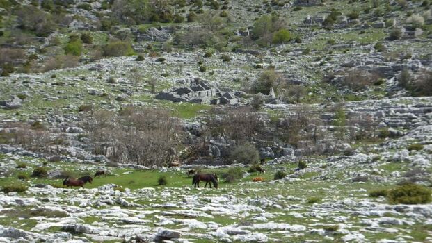 wilde Pferde im Biokovo