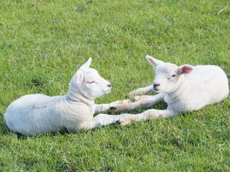 Nachwuchs im Frühjahr