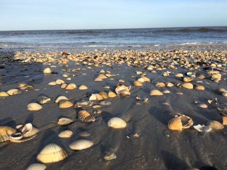 Strand und Muscheln