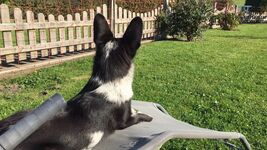 Großer eingezäunter Garten nahe dem großen Hundestrand vo ...