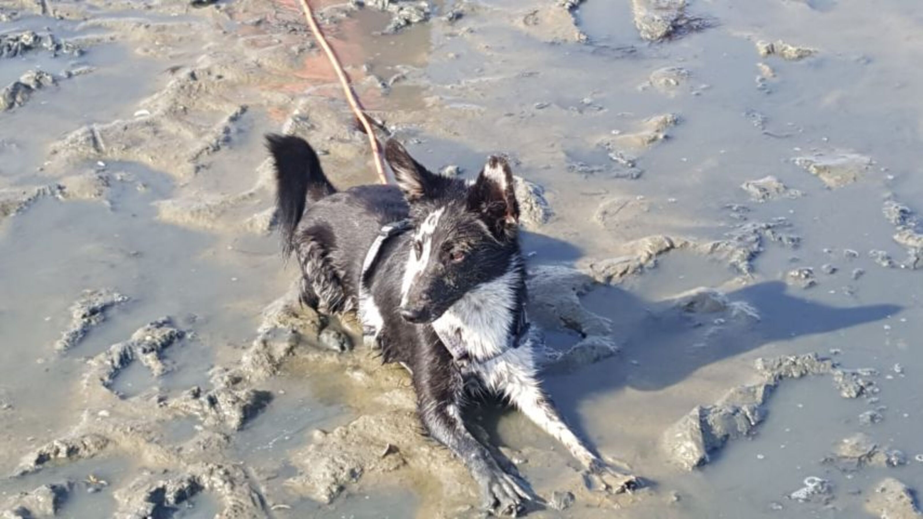 Oder auch im Schlick, kein Problem es gibt am Haus eine Hundedusche
