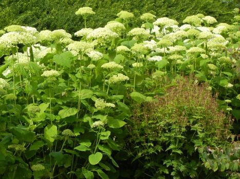 Impressionen aus dem blühenden Garten