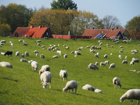 Unsere Häuser, direkt am Deich