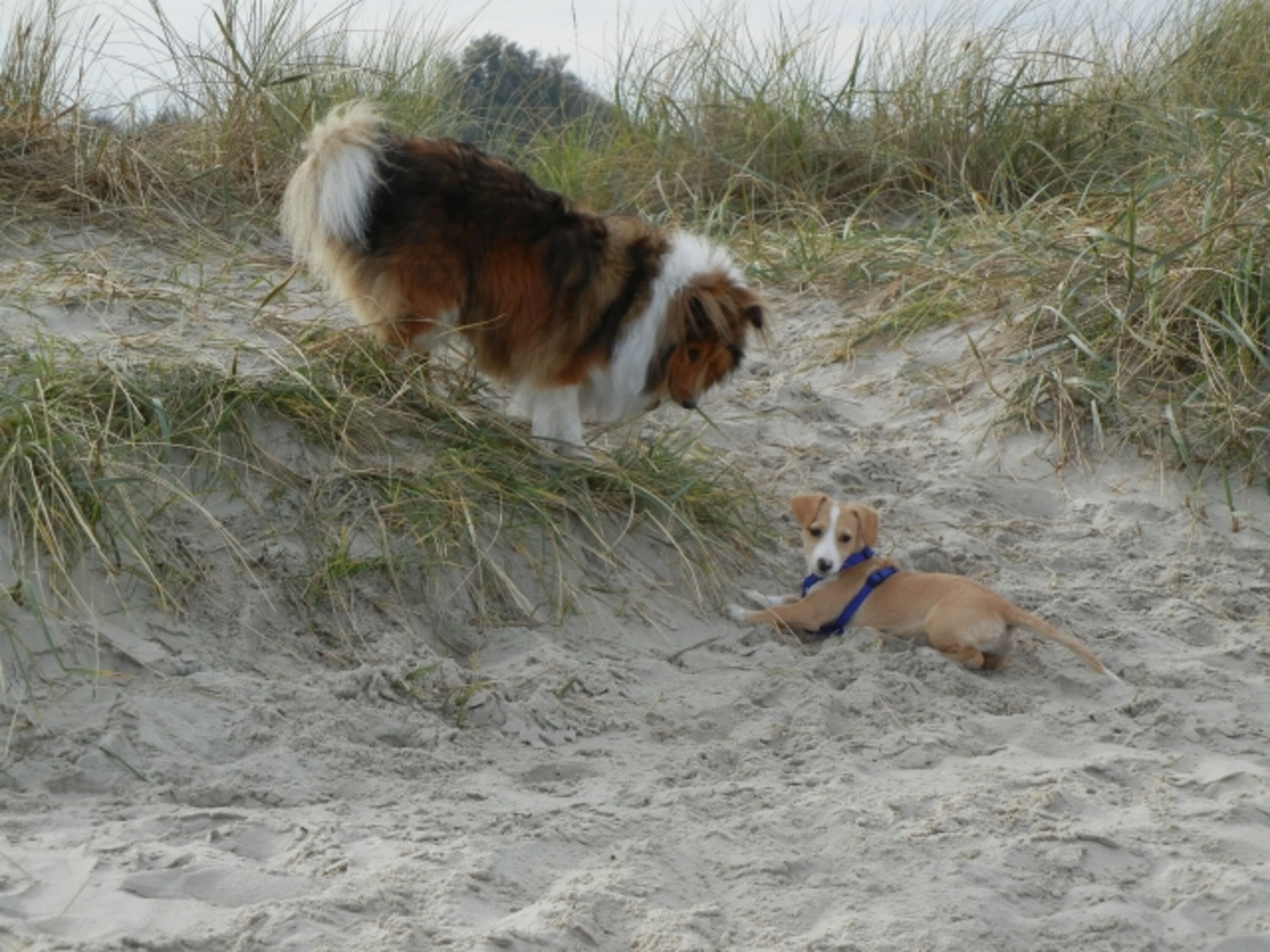 Unsere Hunde am weitläufigen Hundestrand