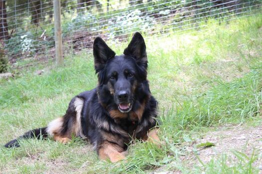 EINGEZÄUNTES GRUNDSTÜCK