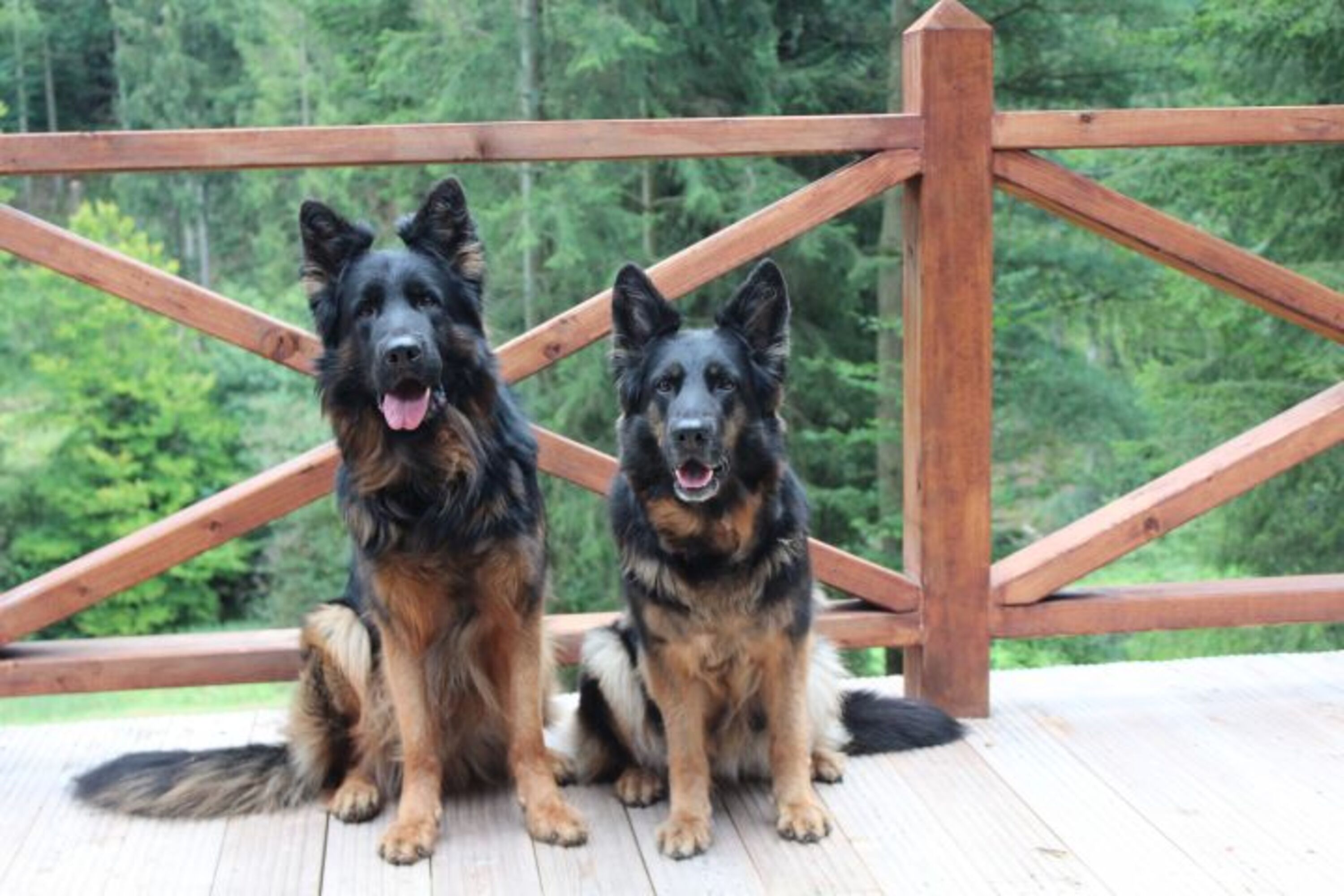 HUNDE IM URLAUB