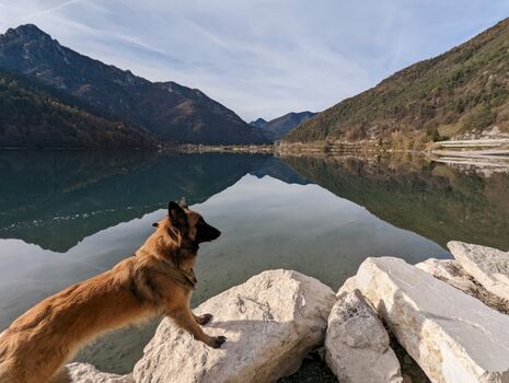 Hunde sind am Ledrosee willkommen