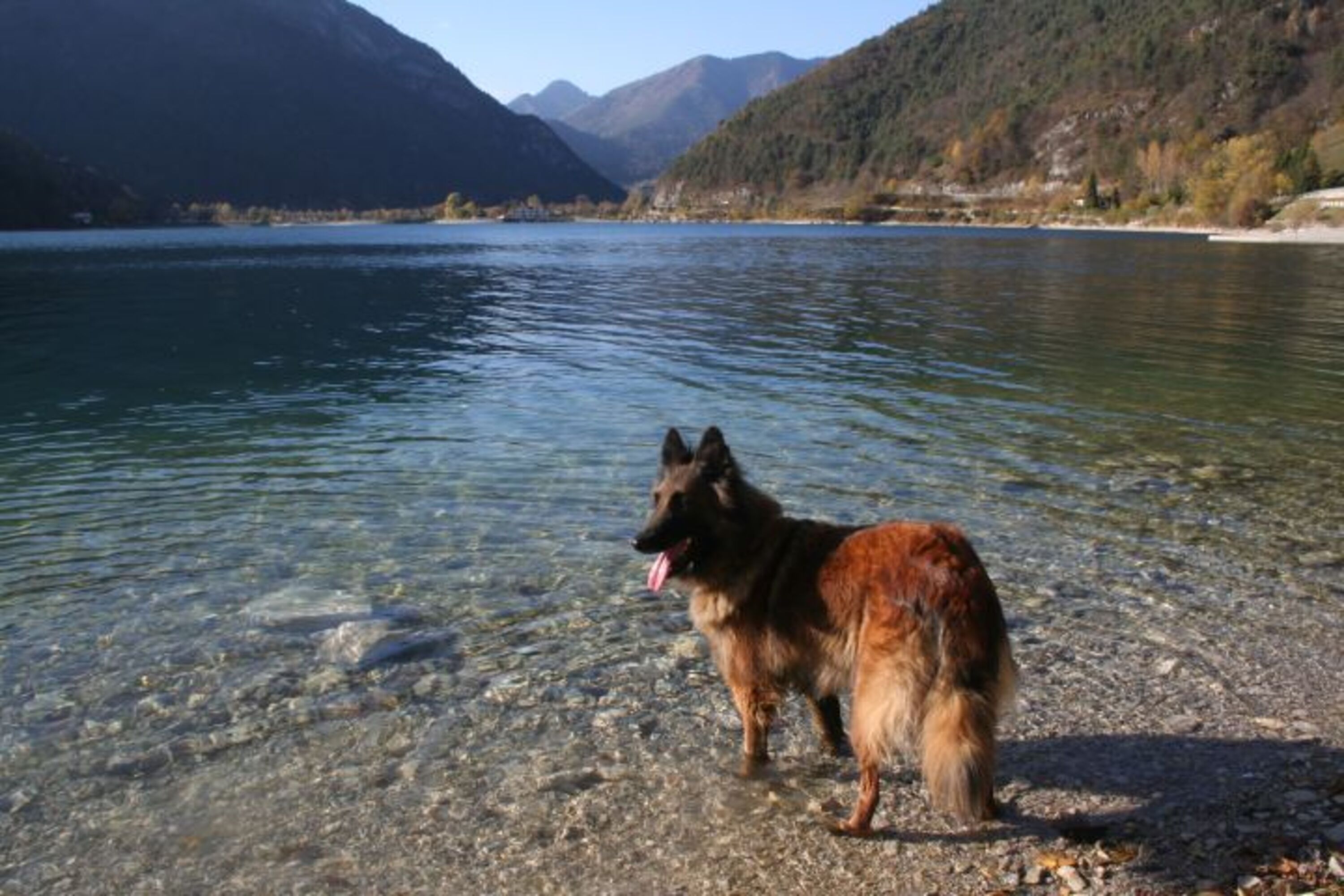 Hunde willkommen