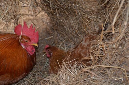 Der Hahn mit seiner lieblingshenne