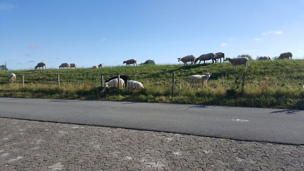 Die Deichschafe direkt gegenüber