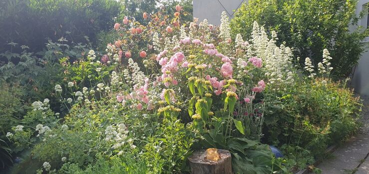 Ein Meer von Blüten im Staudengarten
