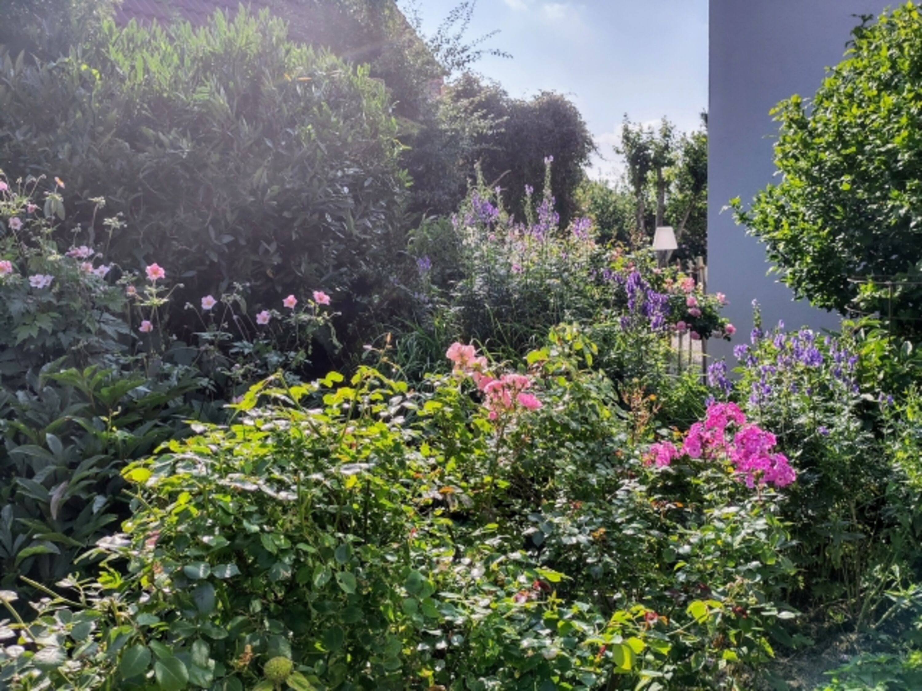 Blumenpracht