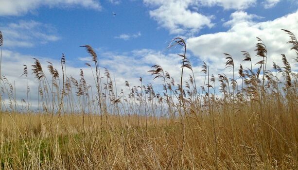 Am Stettiner Haff (5 min. zu Fuß)