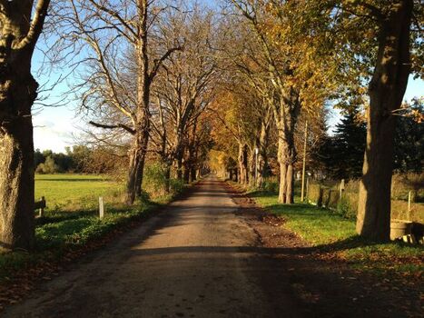 Typische Allee auf dem Weg nach Welzin
