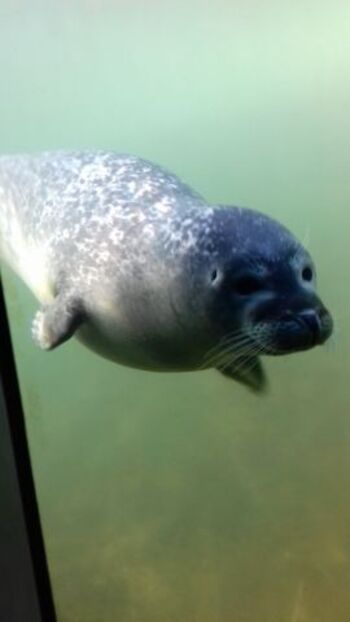 Seehundstation Friedrichskoog