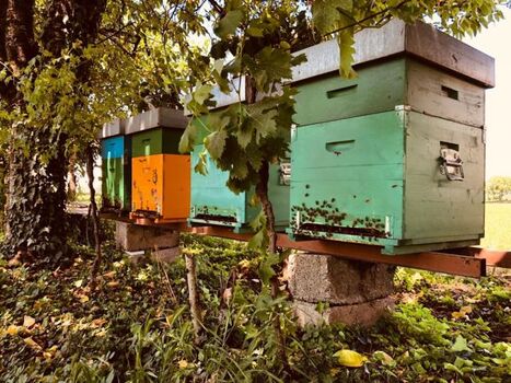 Unsere Binen und Honig