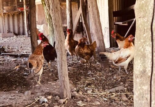 frische Eier und unsere Home made Wein 