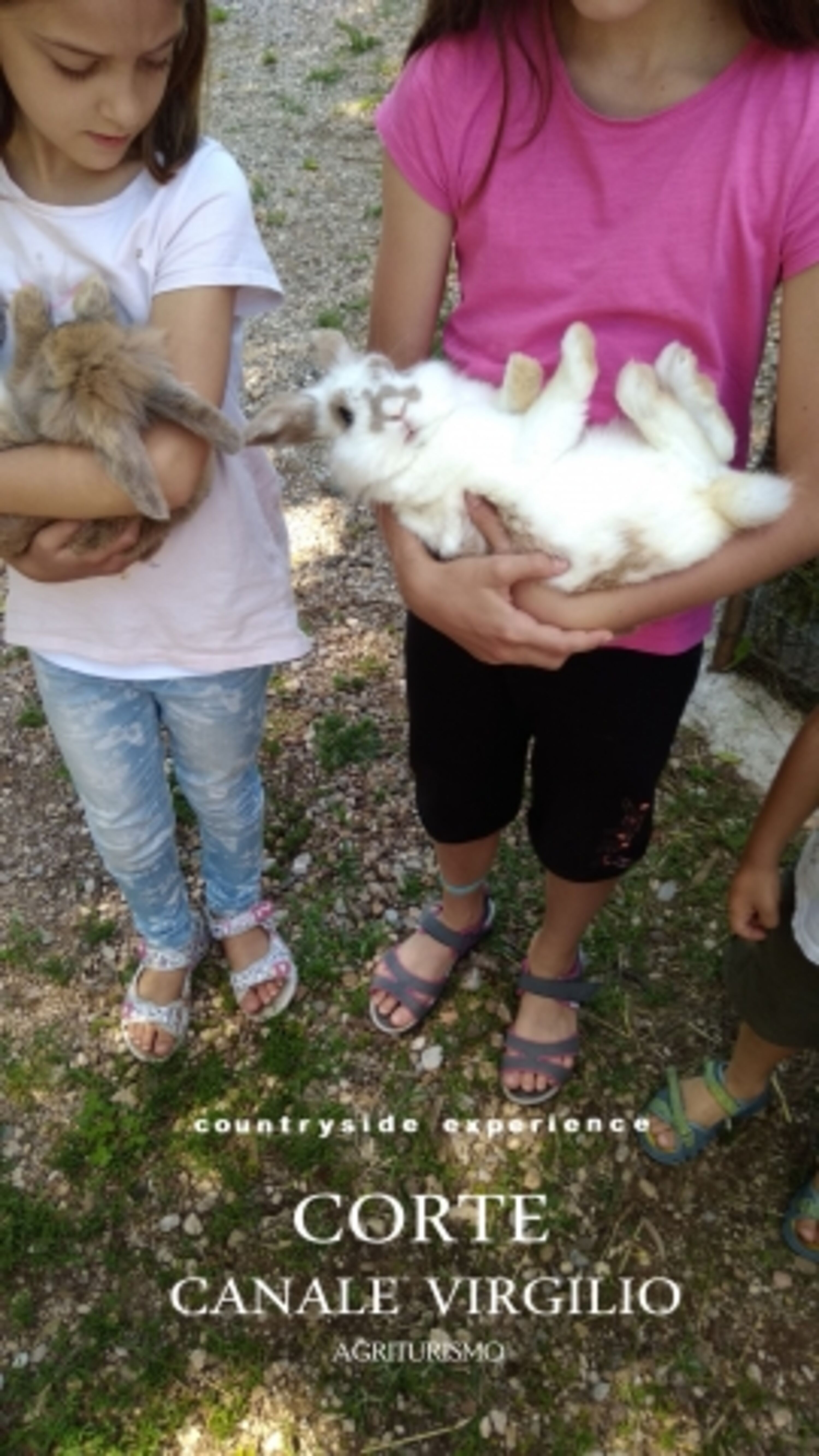Mit Tiere spielen