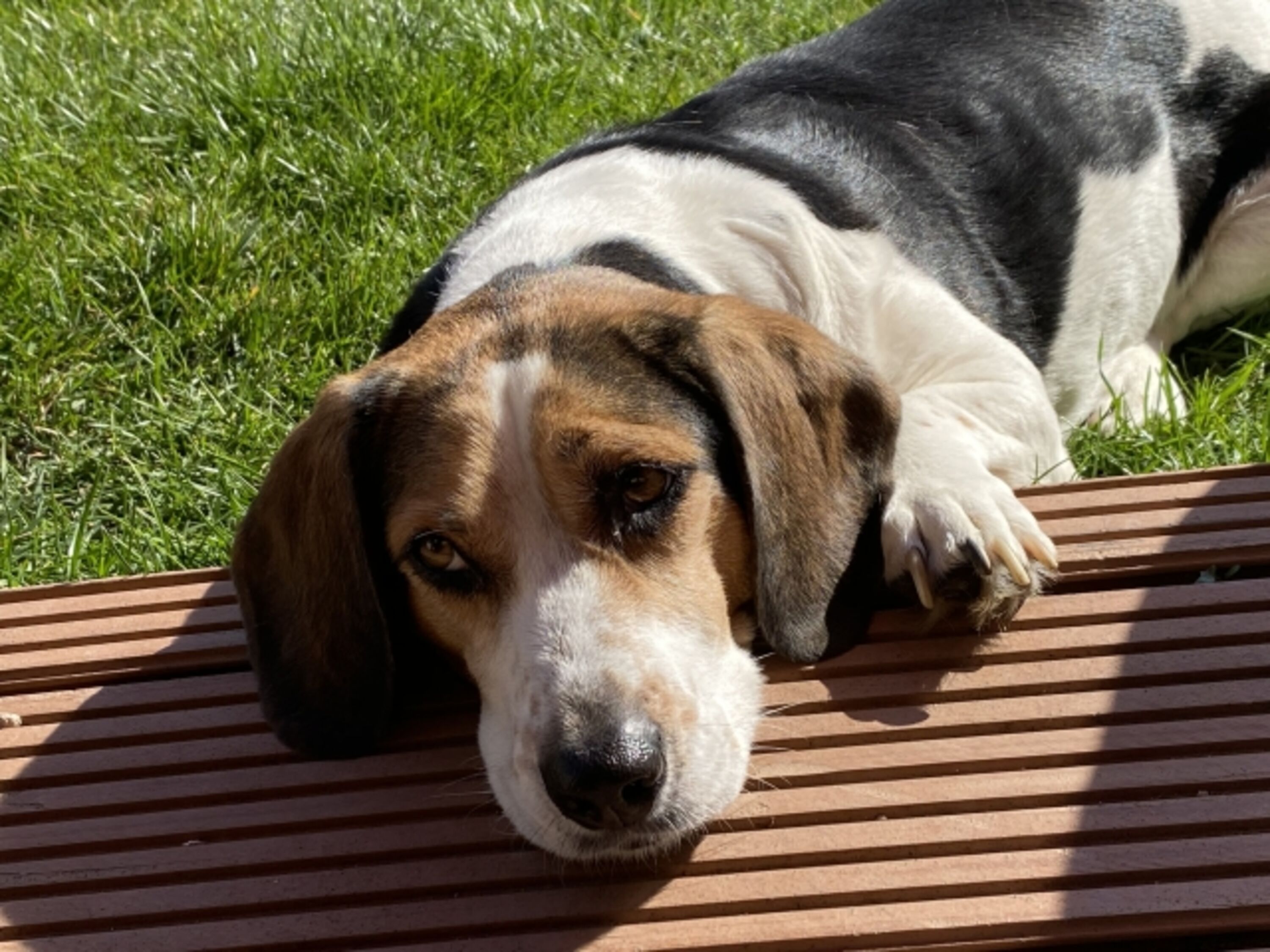 Hunde willkommen. 