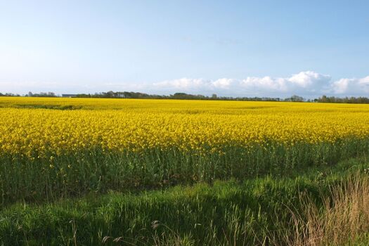 Genießen Sie dieses traumhafte Landidyll
