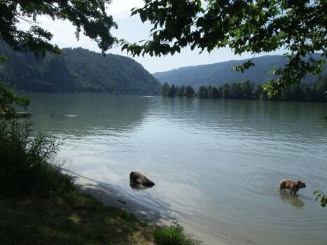 Bademöglichkeit für Hunde an der Donau