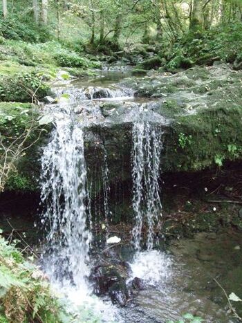 Eckerbachtal in Obernzell, ideal für Hundespaziergänge