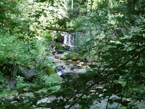 Naturschutzgebiet Kohlbachmühle bei Obernzell, für schöne Hundespaziergänge, 3 km entfernt