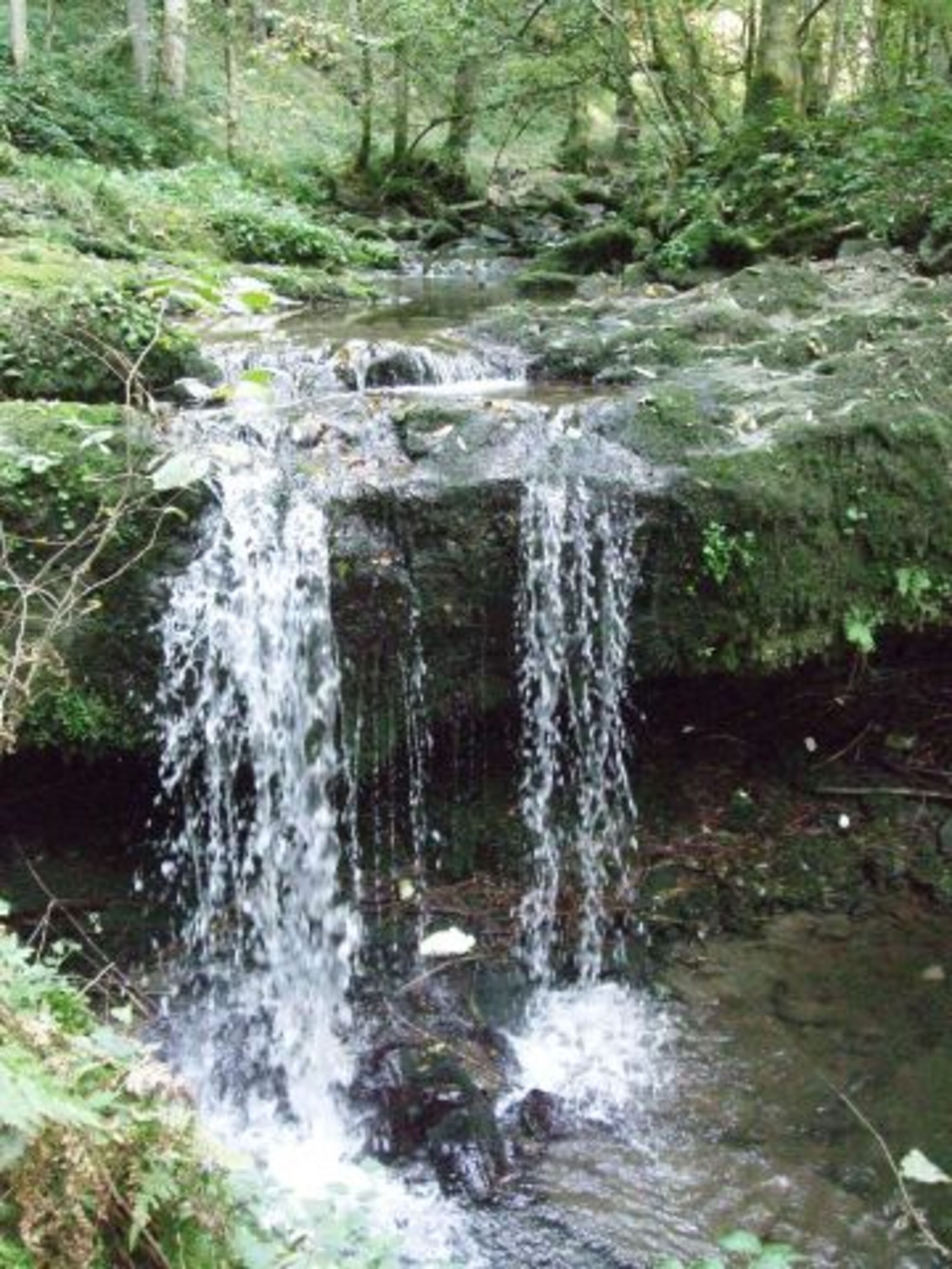 Eckerbachtal in Obernzell, ideal für Hundespaziergänge