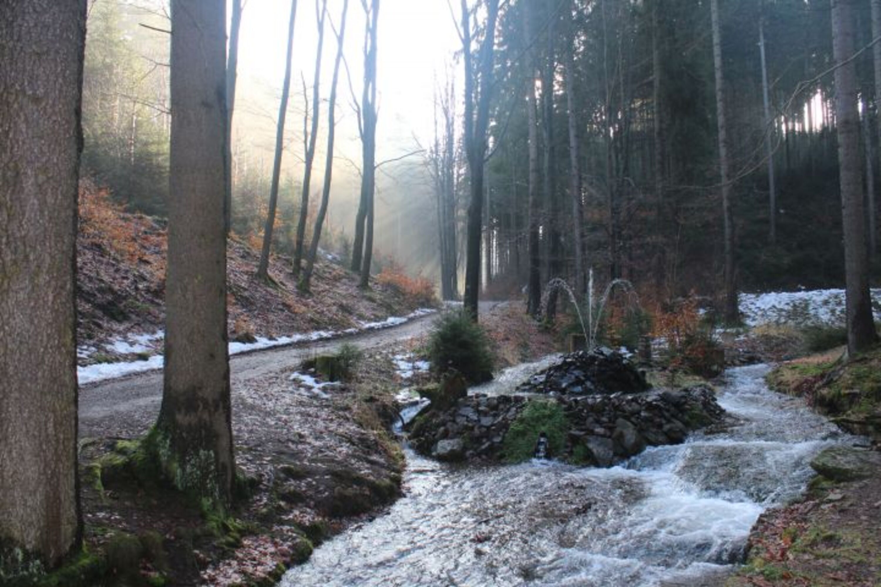 Tammichgrund