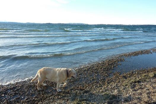 Spaziergang mit Hund am See. Leider ist Merlin jetzt im Hundehimmel.