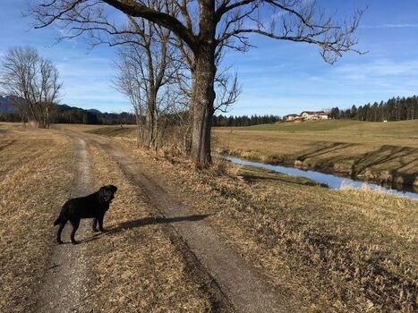 Wandern im Tal der Achen. Unsere Rona wartet auf uns.