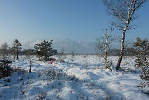 Moor im Winter