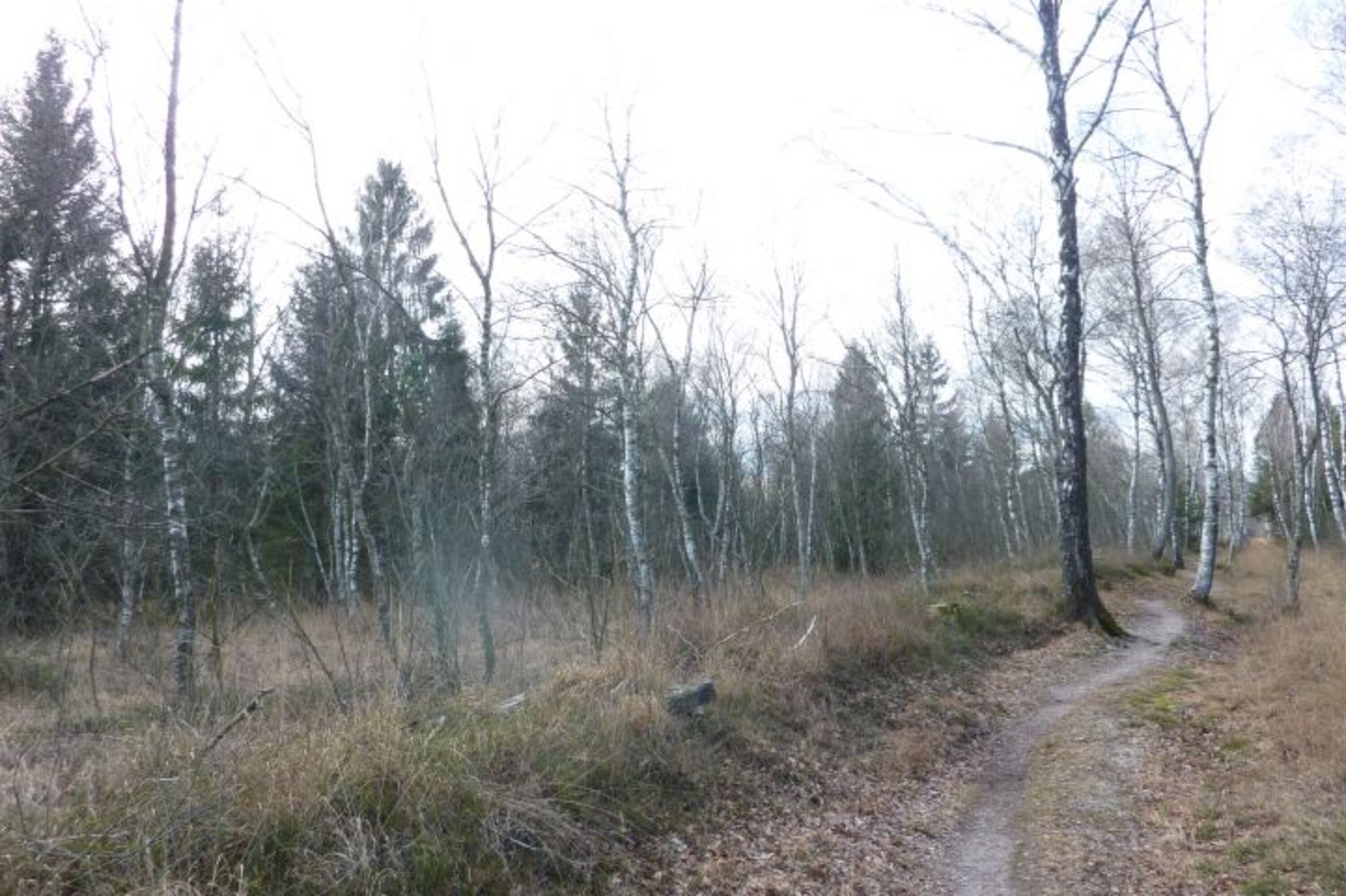 Moorlandschaft