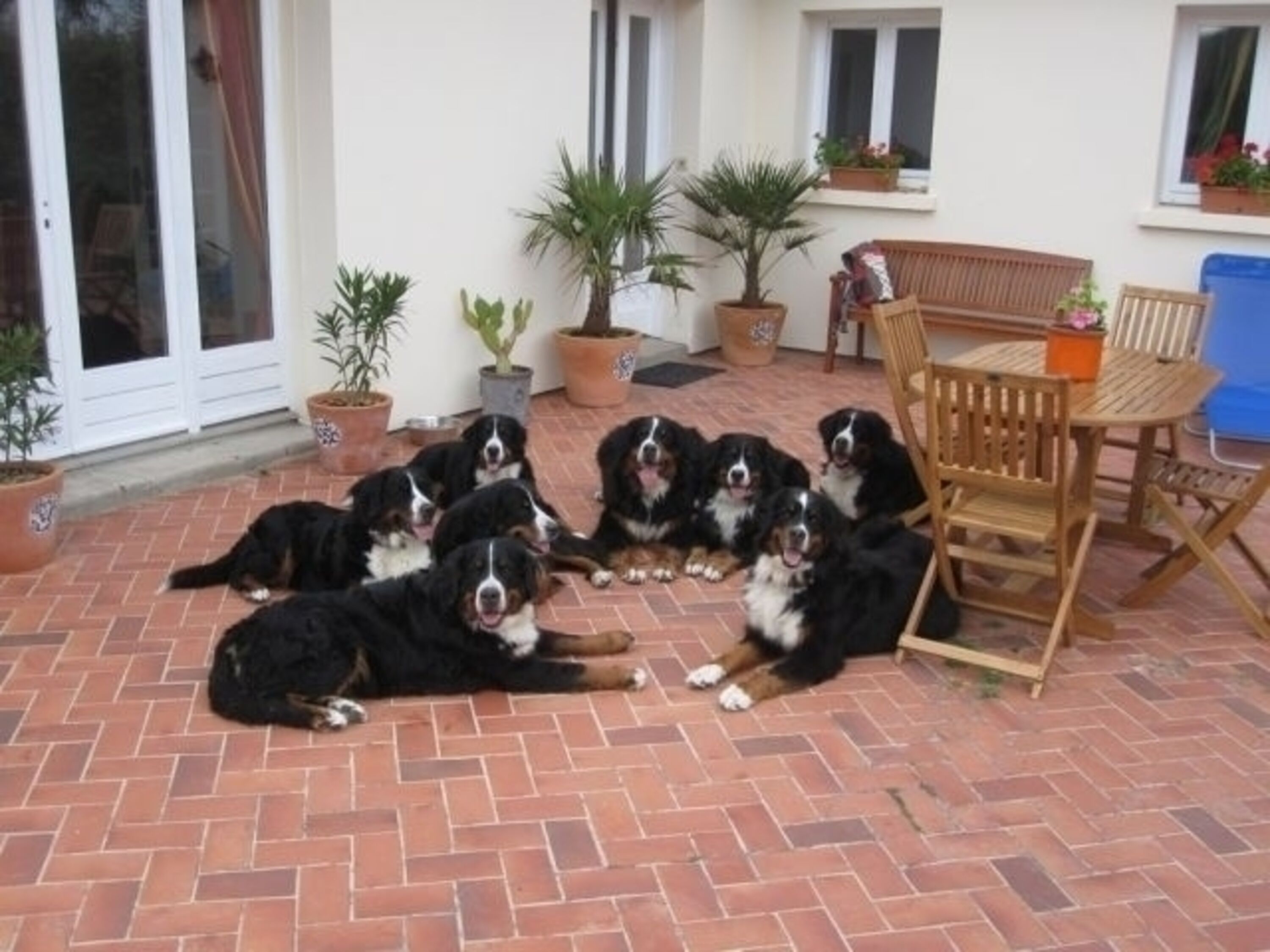 Die Familie berner Sennenhunde