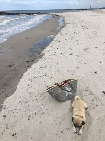 Schönberger Hundestrand 