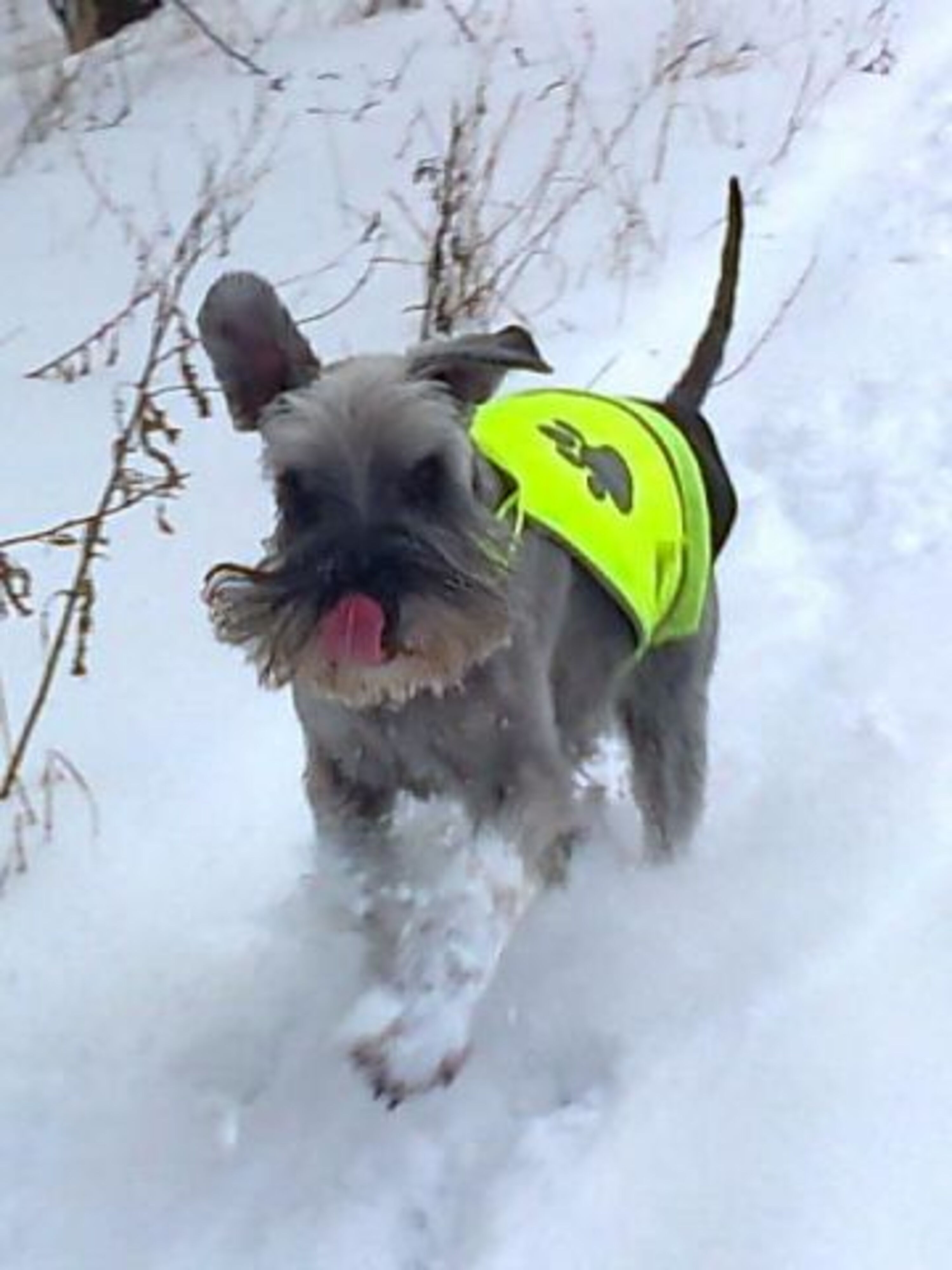 Lecker Schnee