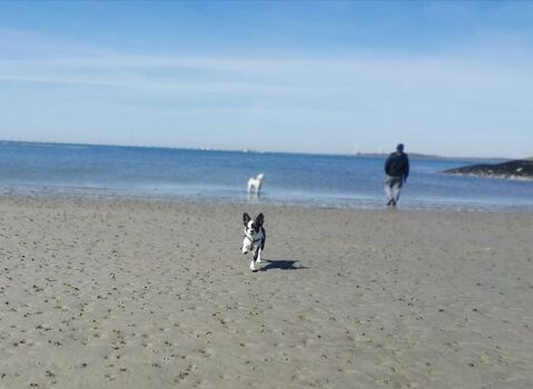 kleiner Strand von Stavenisse 1km fußläufig