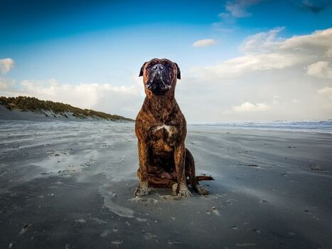 Dürfen wir vorstellen? Charly ... unsere Hündin