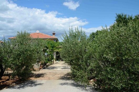 Olieven Alee vor unseren Haus