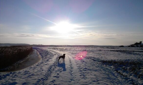 Hund Winter