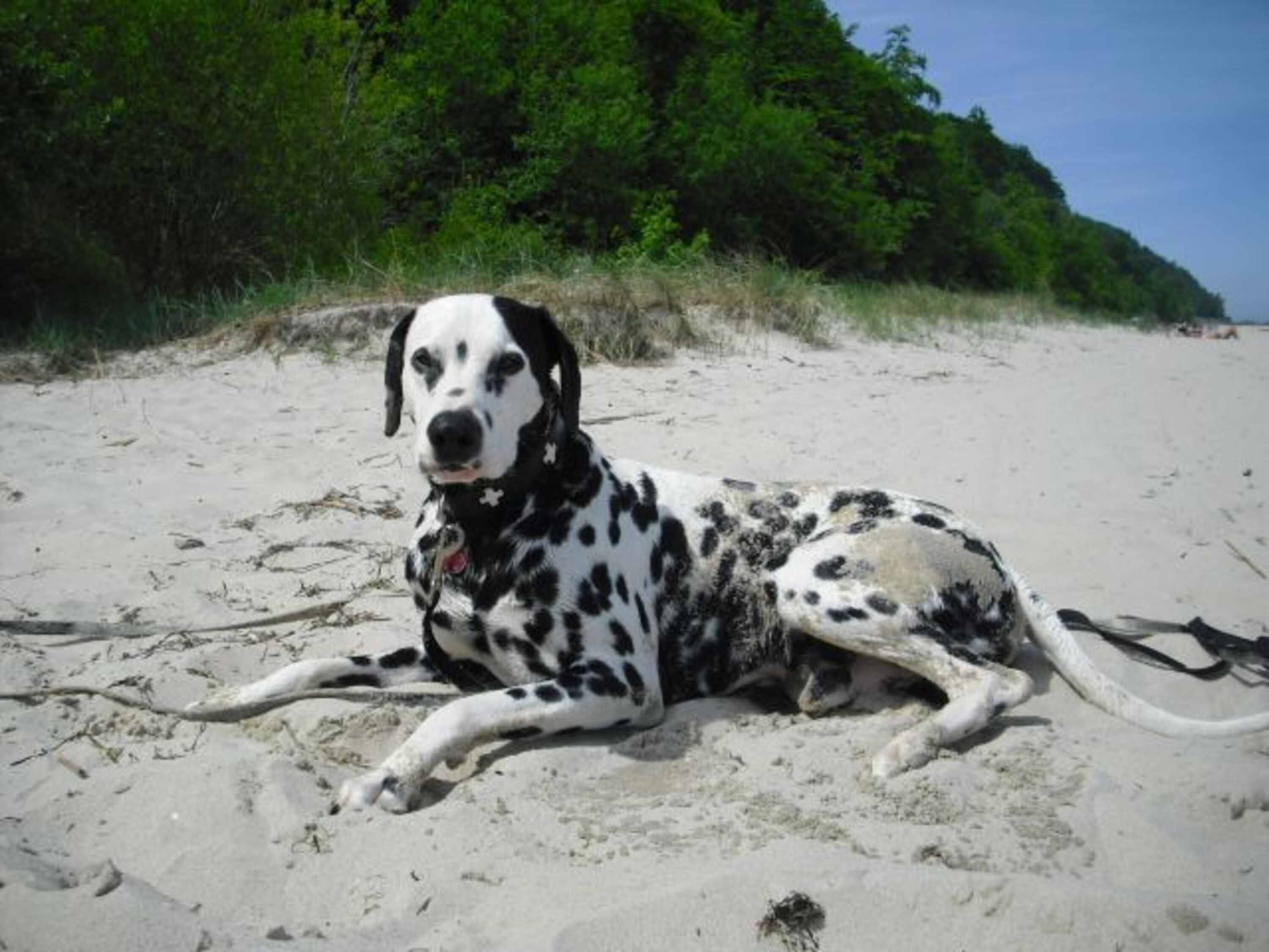 Hund Strand
