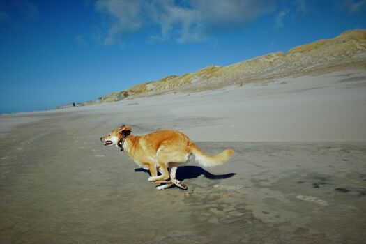 Der Strand ist ein Hundeparadies zum Toben....
