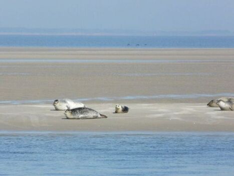 Fahrt zur Seehundbank