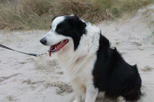 Hund am Strand