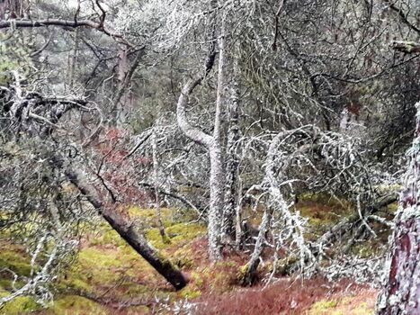 Flechten verzaubern den Wald