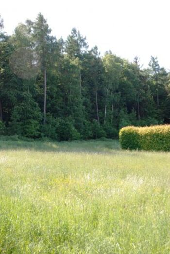 Blick von der Terrasse in den Wald