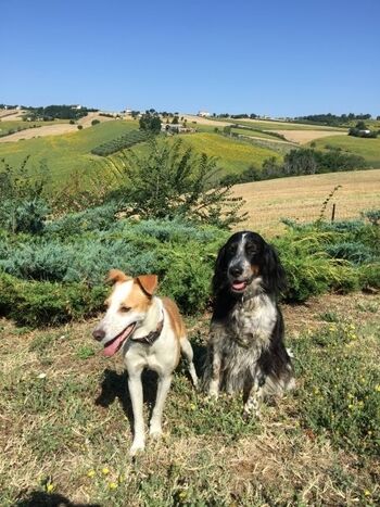 Unsere Hunde Maila und Siri