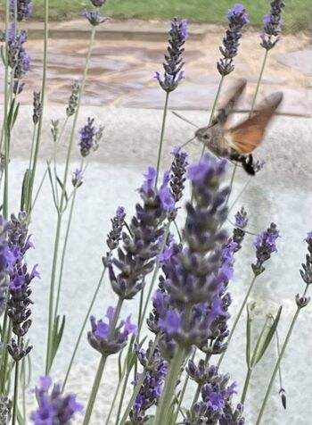 Taubenschwänzchen am Lavendel
