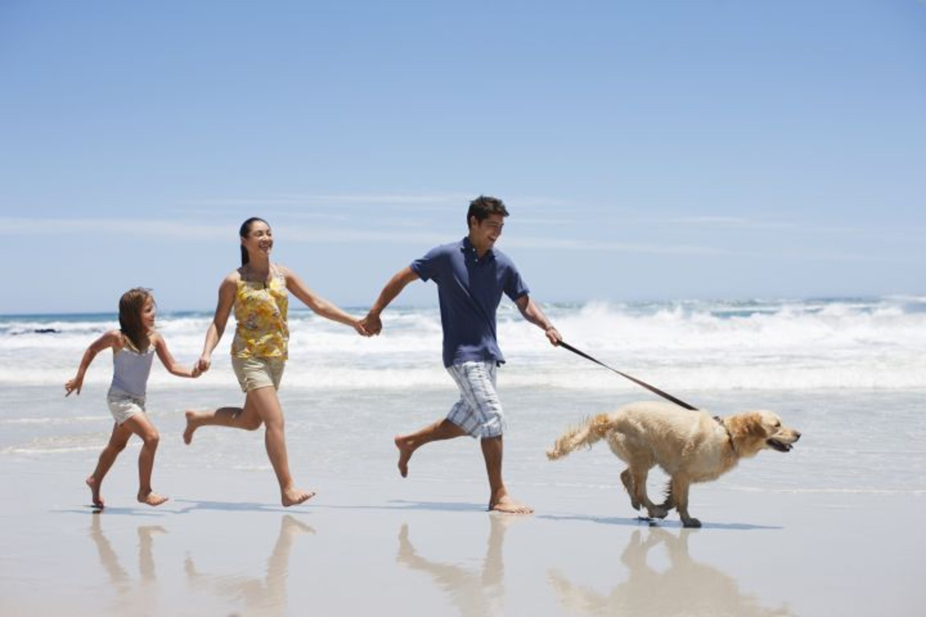 Mit dem Hund zum Strand