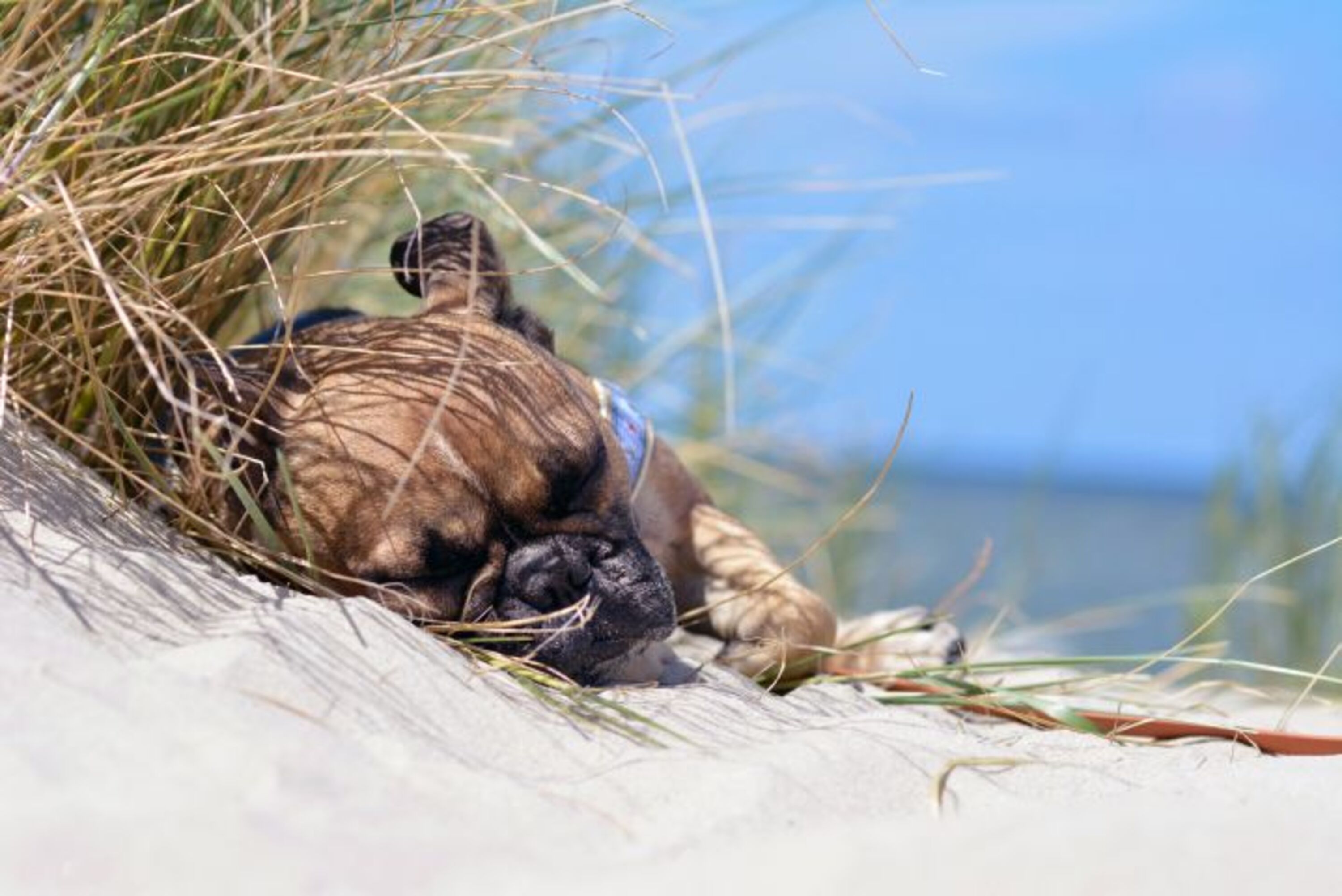 Mit dem Hund zum Strand